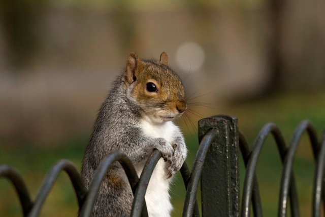 0412_squirrel.jpg