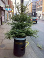 2312_tree.jpg