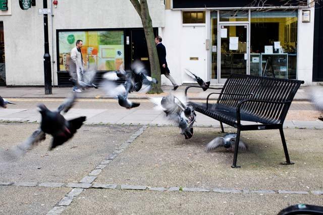 pigeonbench.jpg