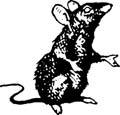 rattystory.jpg