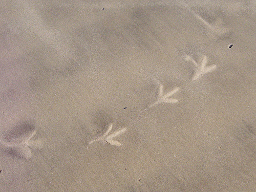 birdprints.jpg