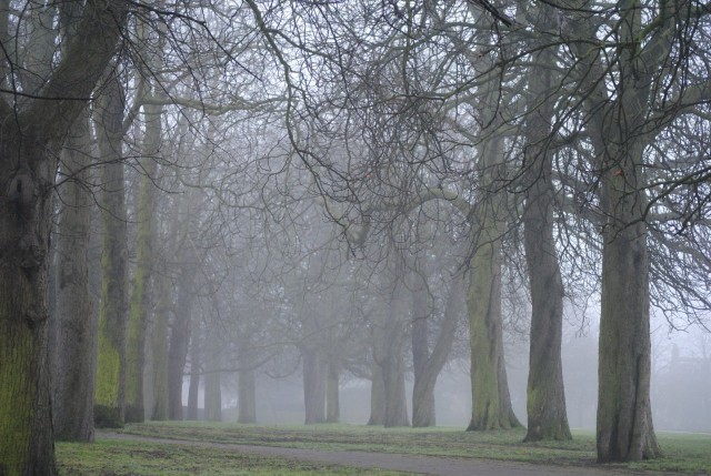 Misty horse chestnut trees