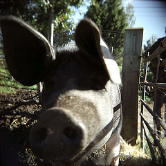 pig.jpg