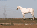 wallingerhorse.jpg
