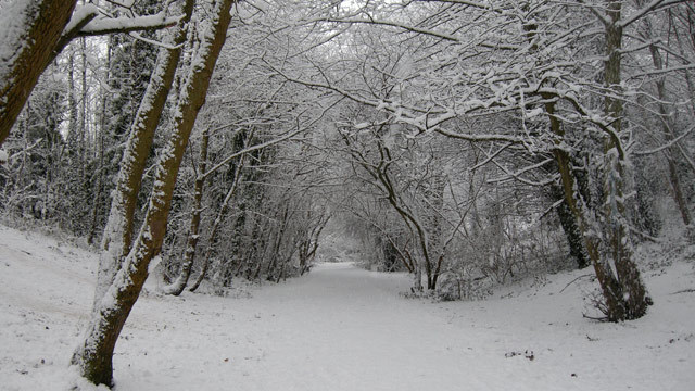 Parkland Walk, Highgate By Martin Deutsch