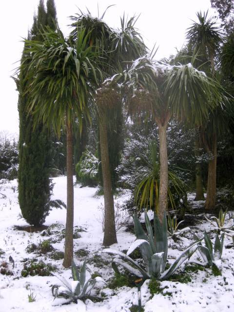 Palm trees covered in snow. M@