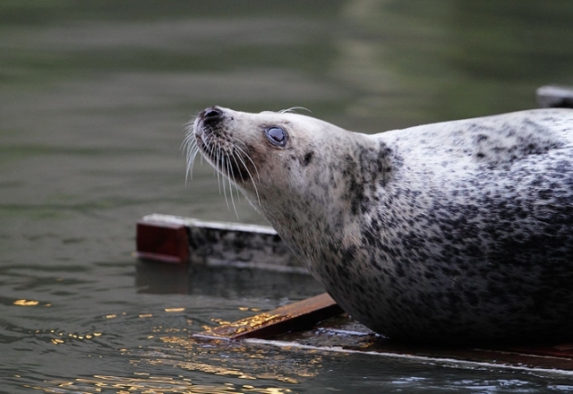 Seals are actually frequent visitors to the River Thames and its estuary.  Photograph by Julian Cox.
