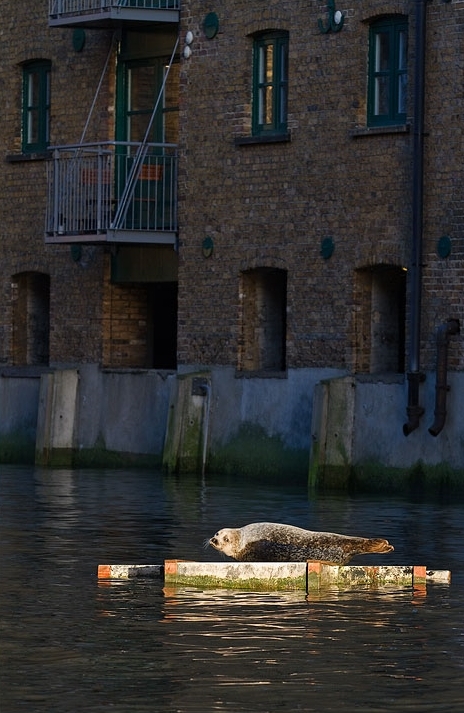 Bathing in some rare winter sun.  Photograph by Julian Cox.