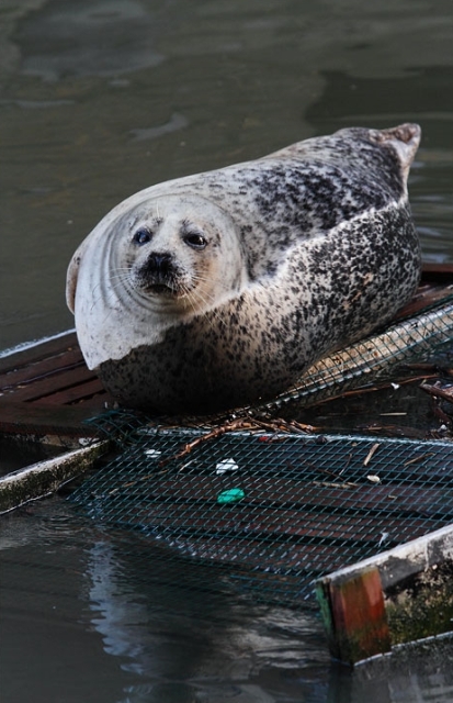 The common seal is the most widespread of all the pinnipeds (fin-footed mammals). They're opportunistic when it comes to food, hunting fish, molluscs and crustaceans.  Photograph by Julian Cox