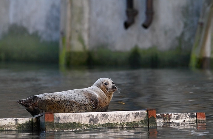 Common seals like hanging out on rocky shores, mud flats and sandy beaches. And in capital cities. The St Saviour's seal continues to laze around in the Thames at Bermondsey if you fancy trying to spot it.  Photograph by Julian Cox