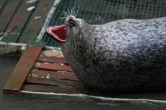 The Tower Bridge seal takes a long lazy yawn.  Photograph by Julian Cox.