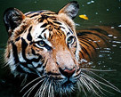 2503_tiger.jpg