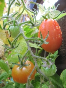 9 tomatoes.jpg