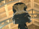 dinoface.jpg