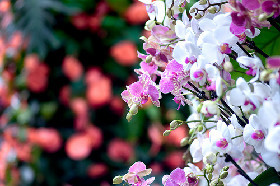 Kew Tropical.jpg