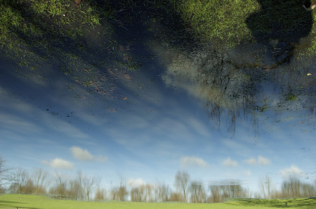 Trees, sky, reflections and vegetation