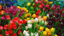 tulipslotsofem.jpg