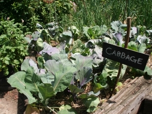Cockney cabbage in a Hackney kitchen garden