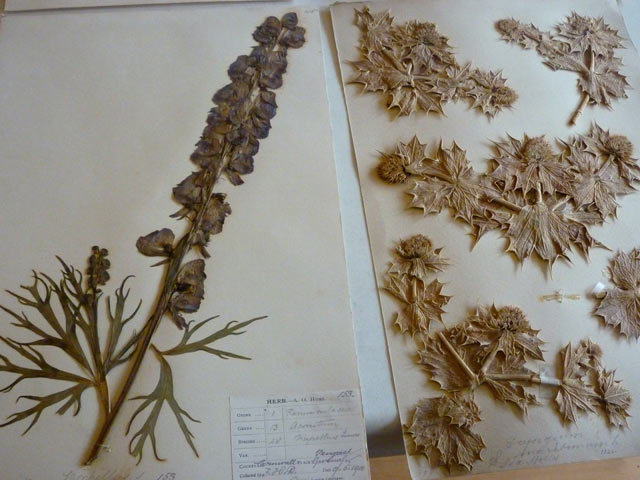 Close up of some of the beautiful specimens on display