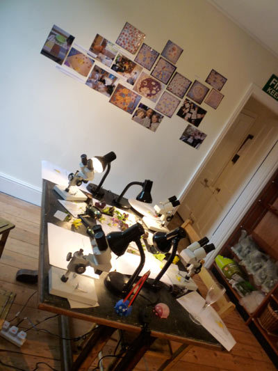 The teaching room with sliced up daff heads