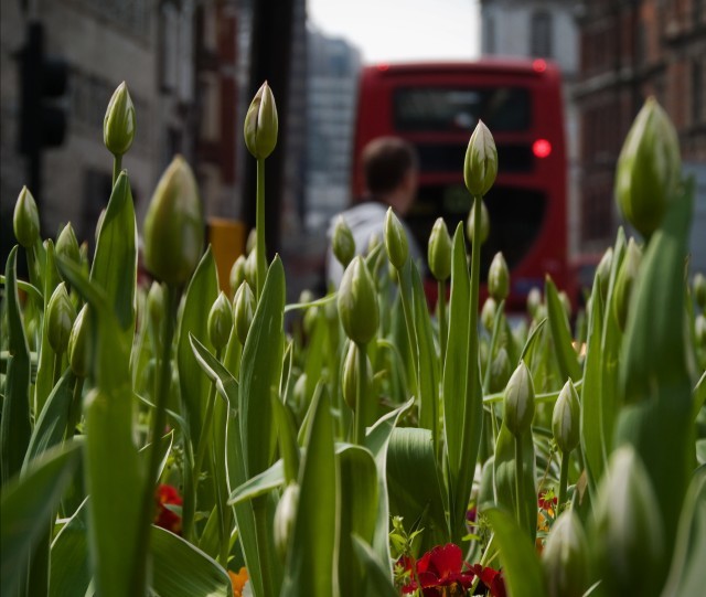 bishopsgate_tulips.jpg