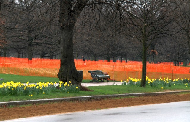 Daffodils and red fencing