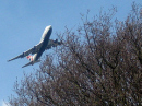planetree2.jpg