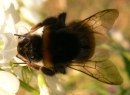 bee_270510.jpg