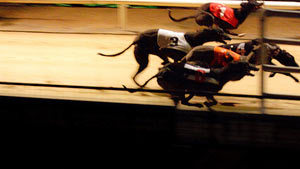 greyhounds100410.jpg