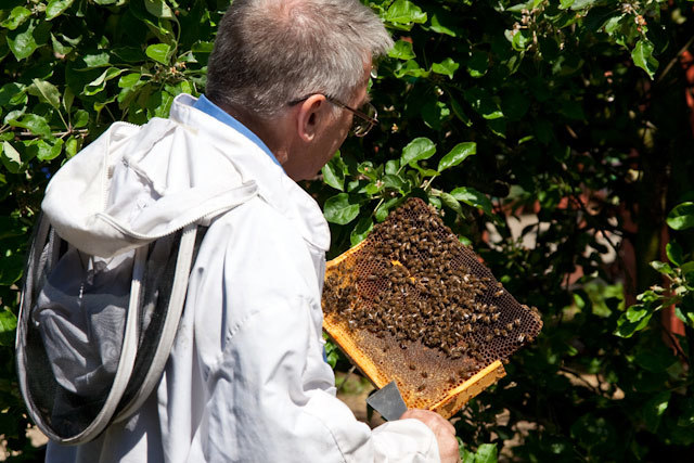 Searching for the queen bee