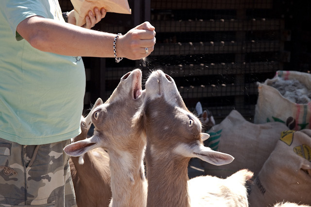 17422_surreydocks_goats.jpg