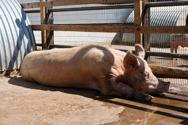If he looks depressed, it's probably 'cause he's noticed the nearby stall selling bacon and sausages