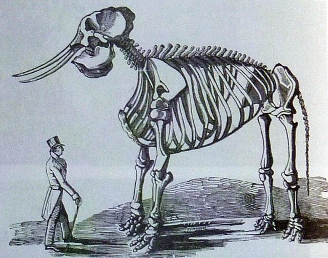 The skeleton of Chunee, the celebrated elephant who was shot down by a squad of soldiers in 1826.