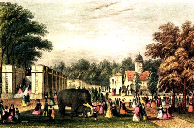 An elephant in London Zoo in 1842.