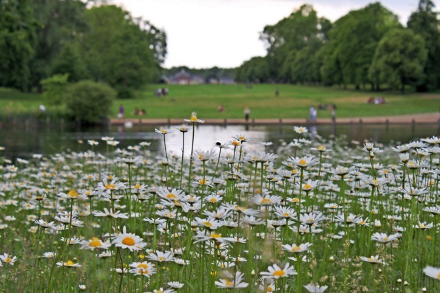 Daisies on a sunless day in Hyde Park