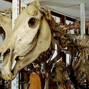 quagga_skeletonsmall.jpg