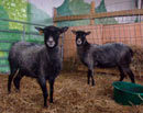rarebreedsheep.jpg