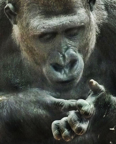 Gorilla, London Zoo