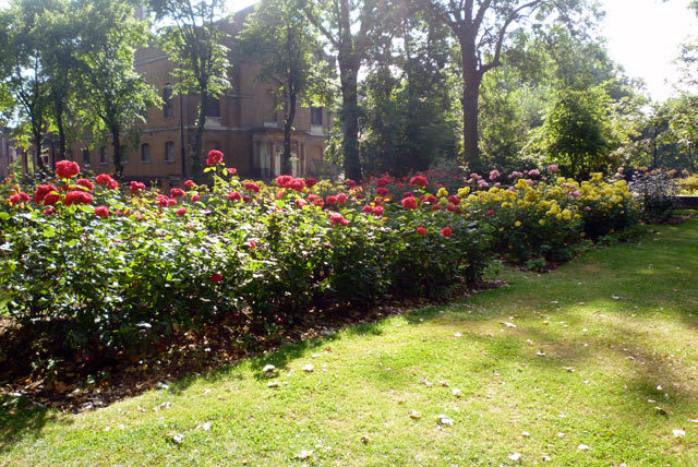 Rose beds