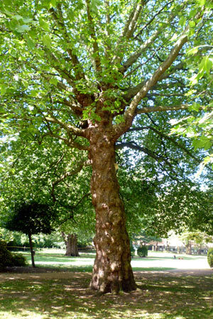 A spectacularly gnarly tree