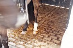 horsepoo.jpg