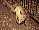 0308_fox.png