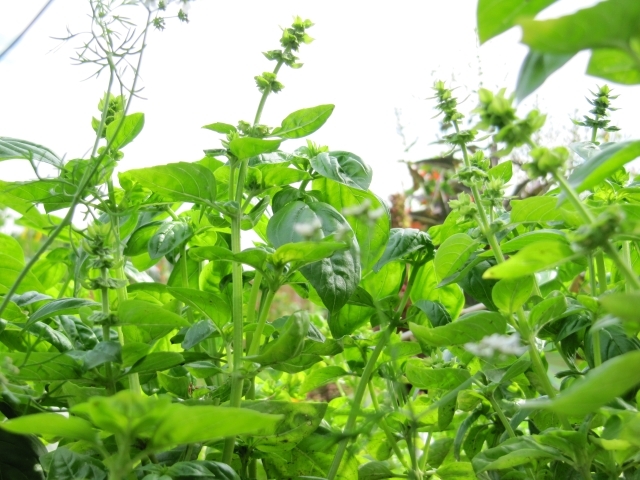 Beautiful basil, and lots of it