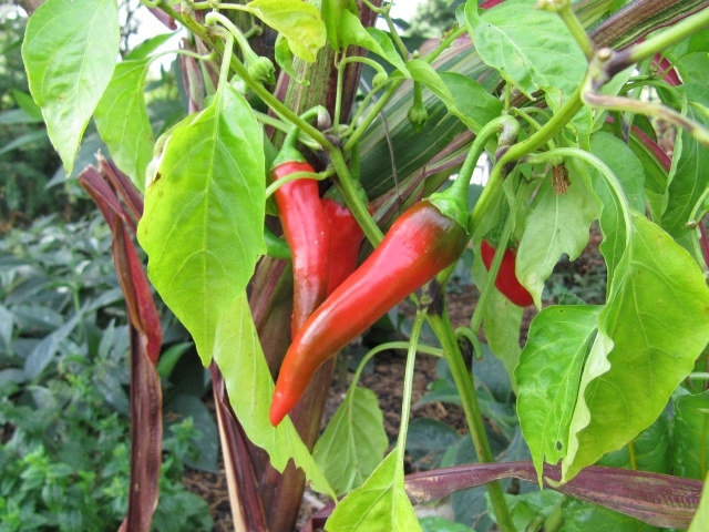 Chilli peppers