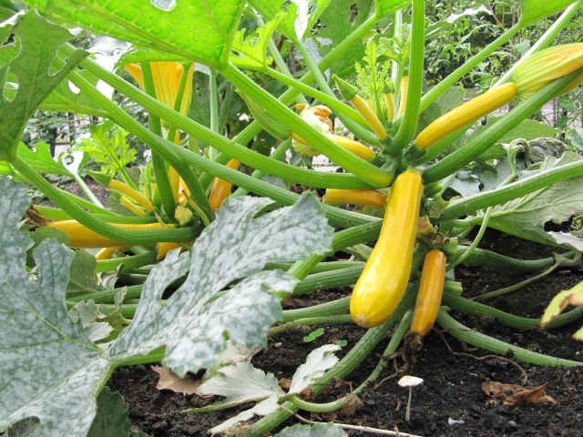 Handsome yellow courgettes