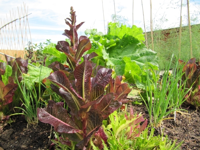 A rather attractive lettuce