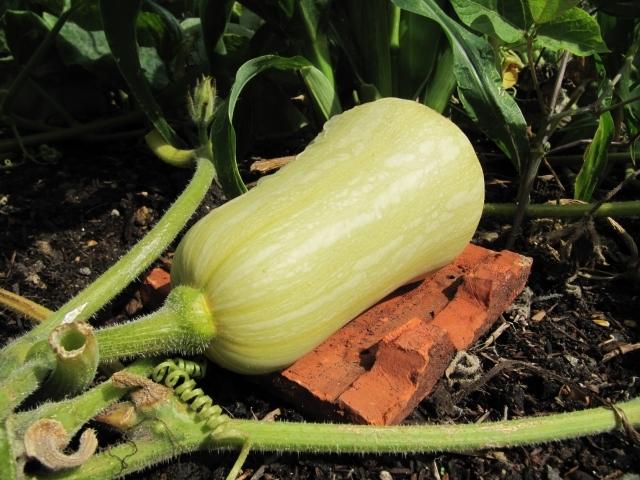 A butternut squash resting on a brick bed