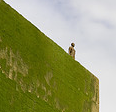 1309_grass.png