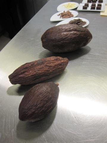 The three kinds of cocoa bean.  From front to back: Criollo, Forastero and Trinitario.