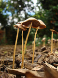 0810.shroom.jpg
